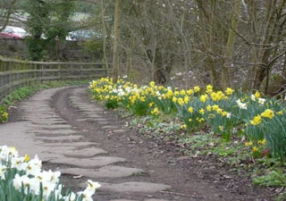 The Silkstone Waggonway route lined with spring flowers